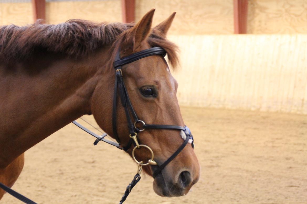 DSP Hot Chili [My soulmate] - drømmeponyen:-)<3<3 billede 14