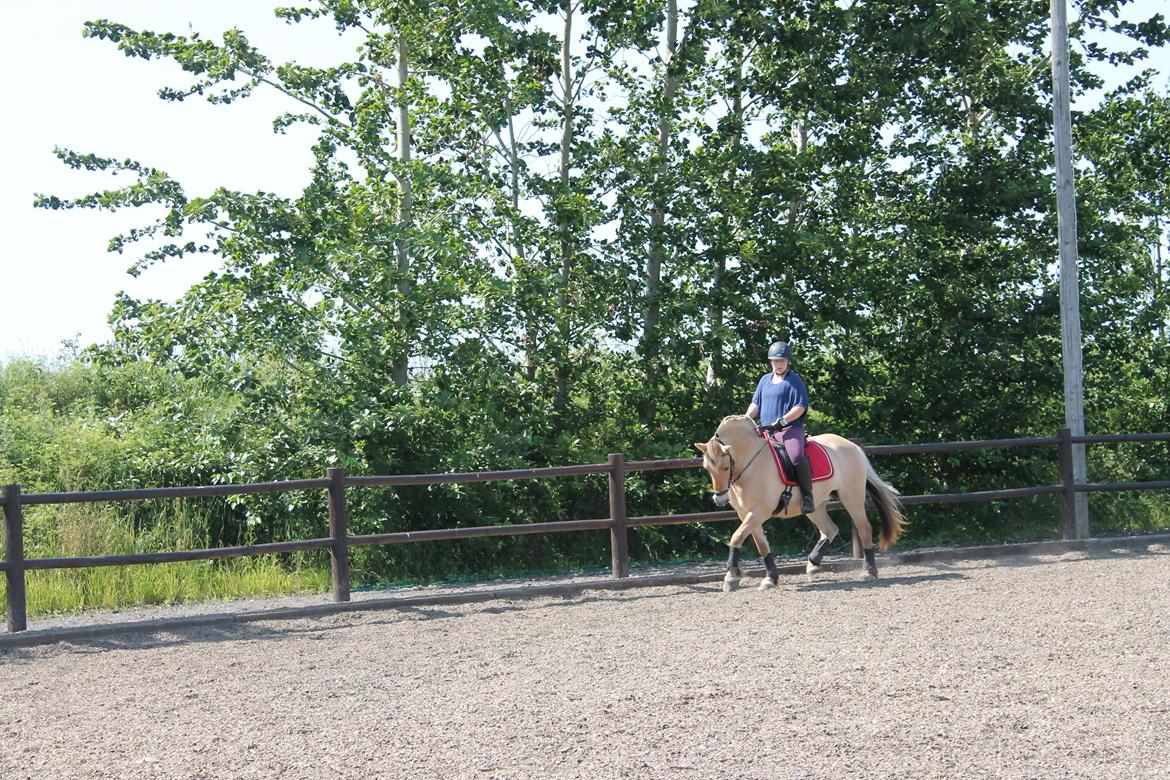 Fjordhest Liv Klattrup R.I.P billede 20