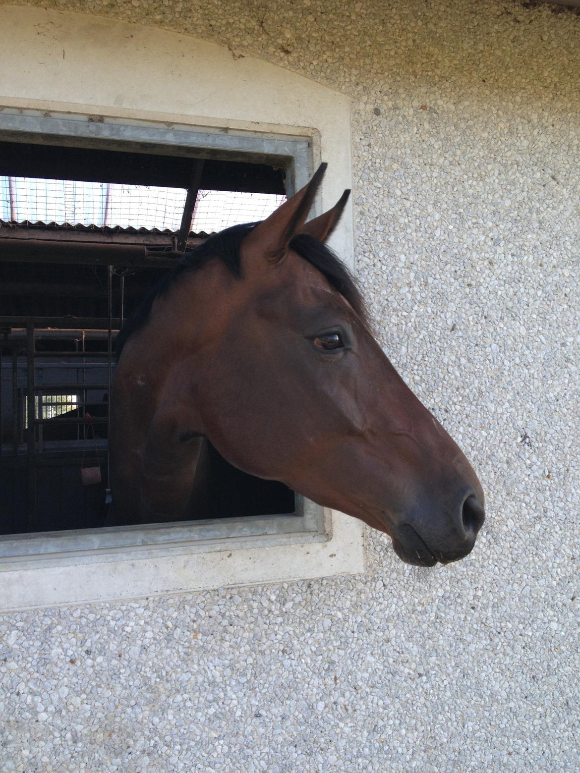 Dansk Varmblod Gørklintgårds Gaia billede 11