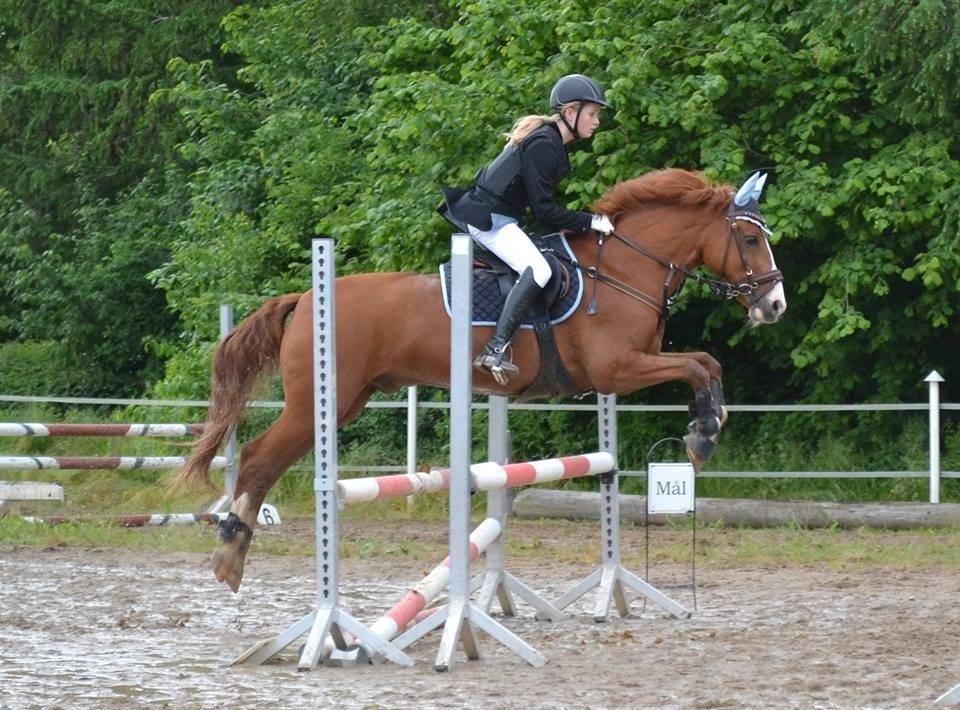 New Forest Chico billede 9
