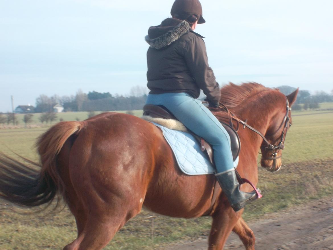 Fuldblod (XX) Avalon billede 9