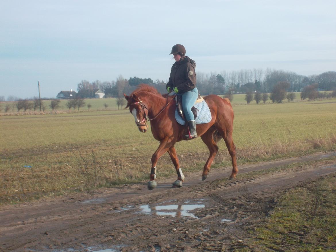 Fuldblod (XX) Avalon billede 10