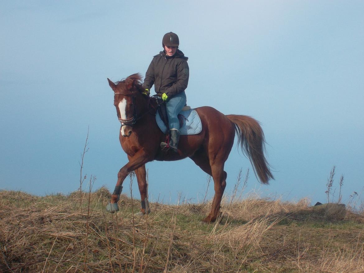 Fuldblod (XX) Avalon billede 11