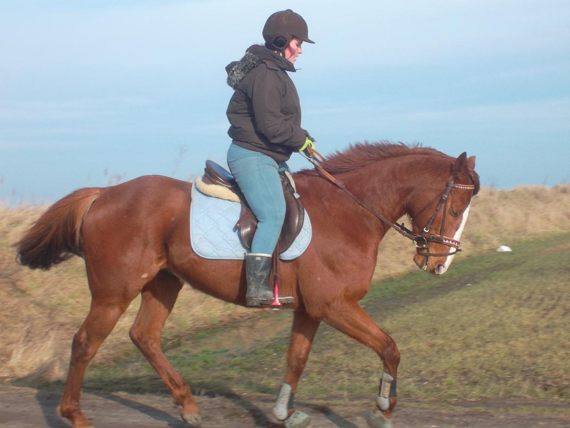 Fuldblod (XX) Avalon billede 12