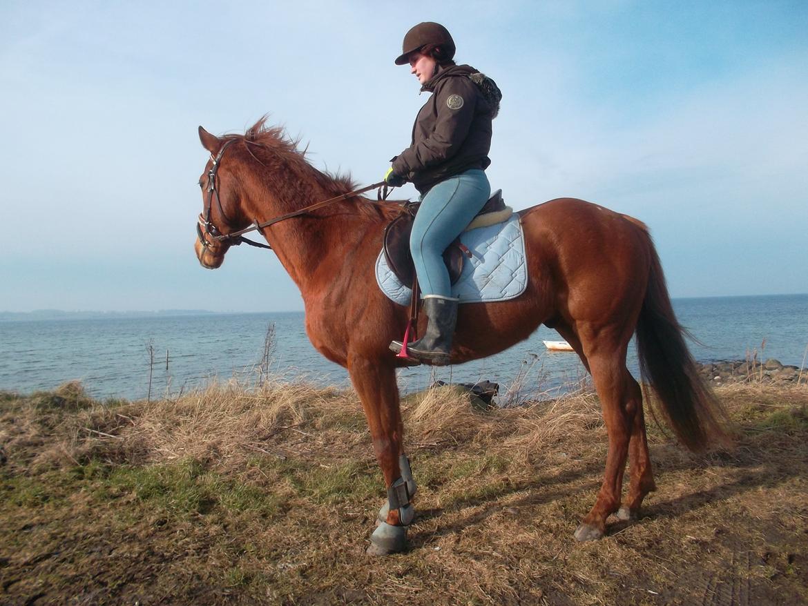 Fuldblod (XX) Avalon billede 13