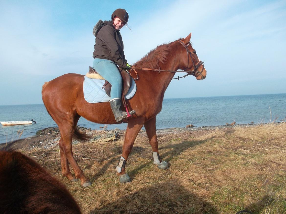 Fuldblod (XX) Avalon billede 14