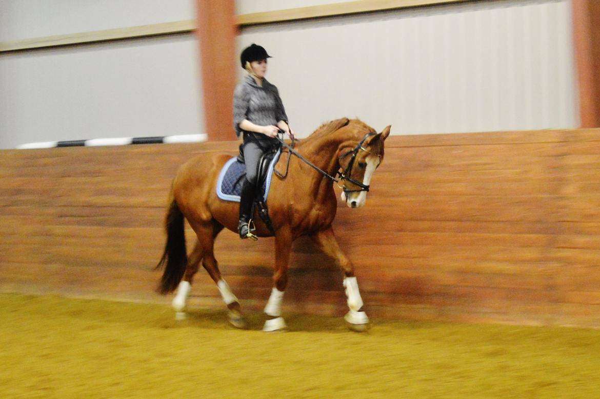 Fuldblod (XX) Clarity XX billede 17