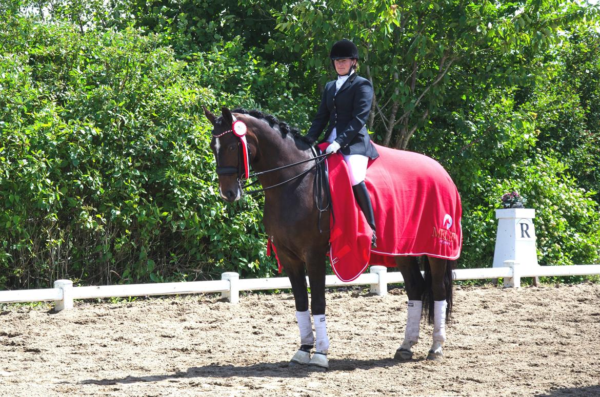 Dansk Varmblod Spanggaards Roselyn billede 4