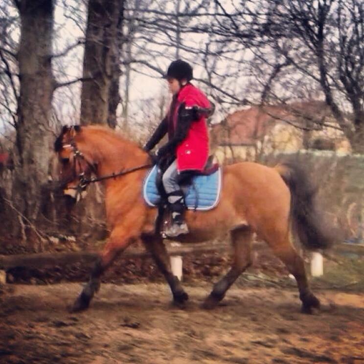 Anden særlig race Sigurd billede 6