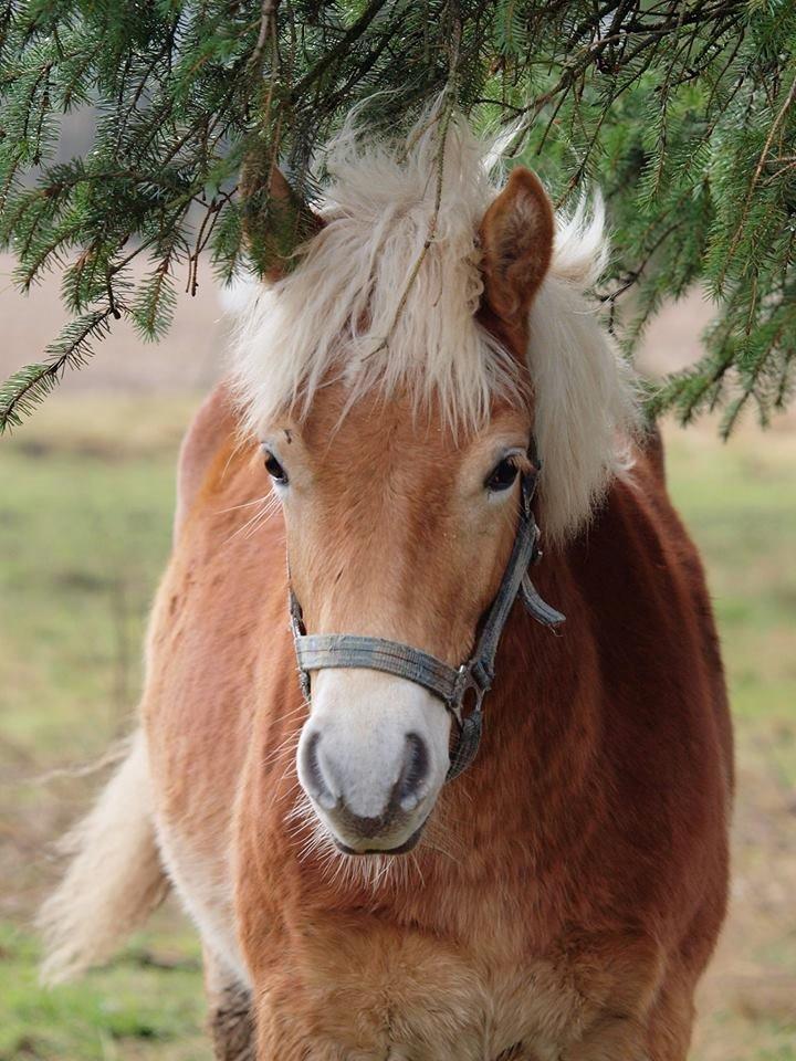 Haflinger Amigo af Nr.fuglsang - Amigo 2014 Febuar. Fotograf: Line Steen Jensen billede 16