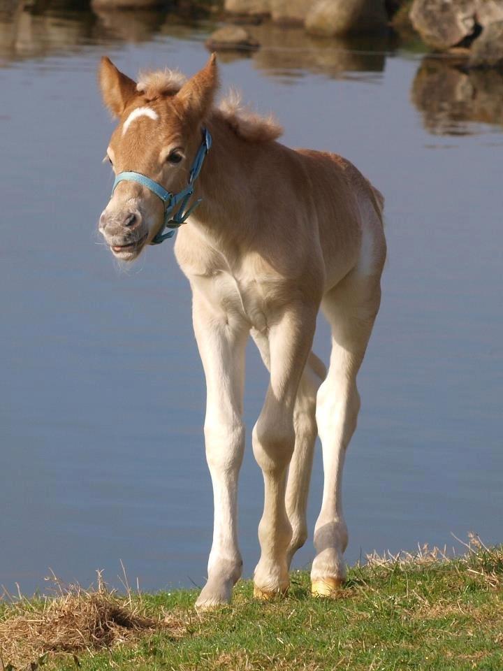 Haflinger Amigo af Nr.fuglsang - Fotograf: Line Steen Jensen billede 21