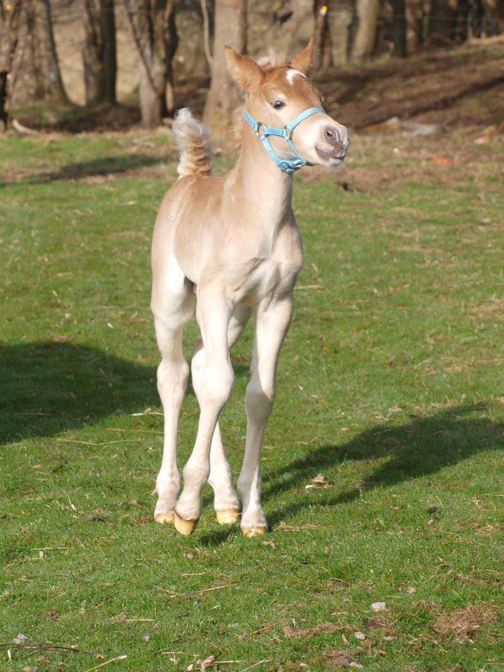 Haflinger Amigo af Nr.fuglsang - Fotograf: Line Steen Jensen billede 22