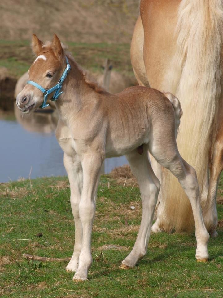 Haflinger Amigo af Nr.fuglsang - Fotograf: Line Steen Jensen billede 23