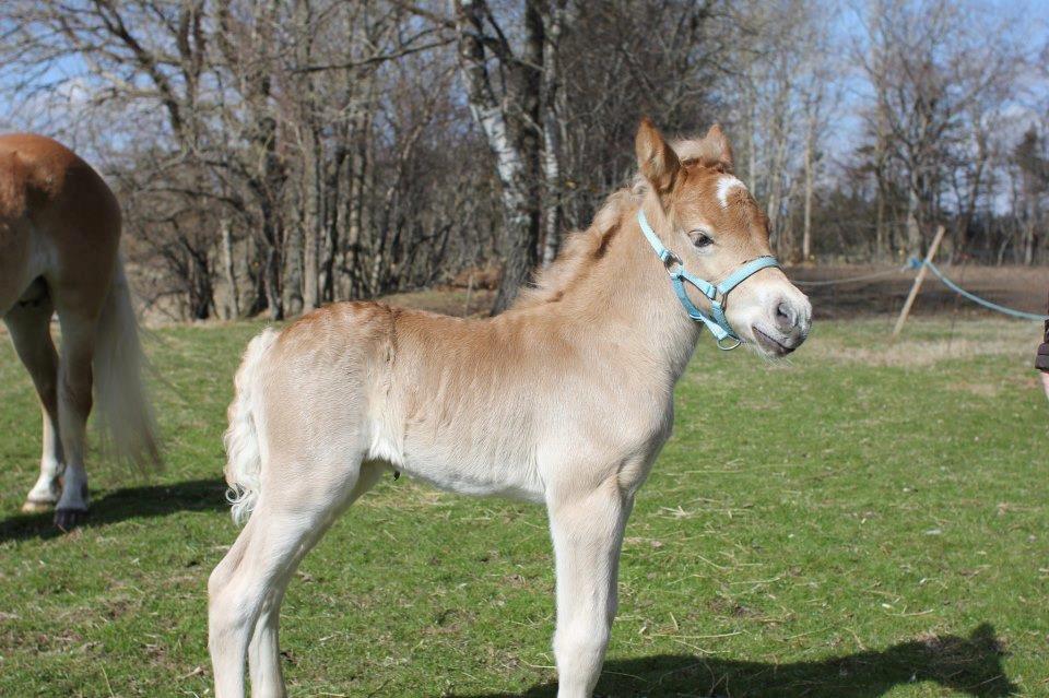 Haflinger Amigo af Nr.fuglsang - Fotograf: Line Steen Jensen billede 24