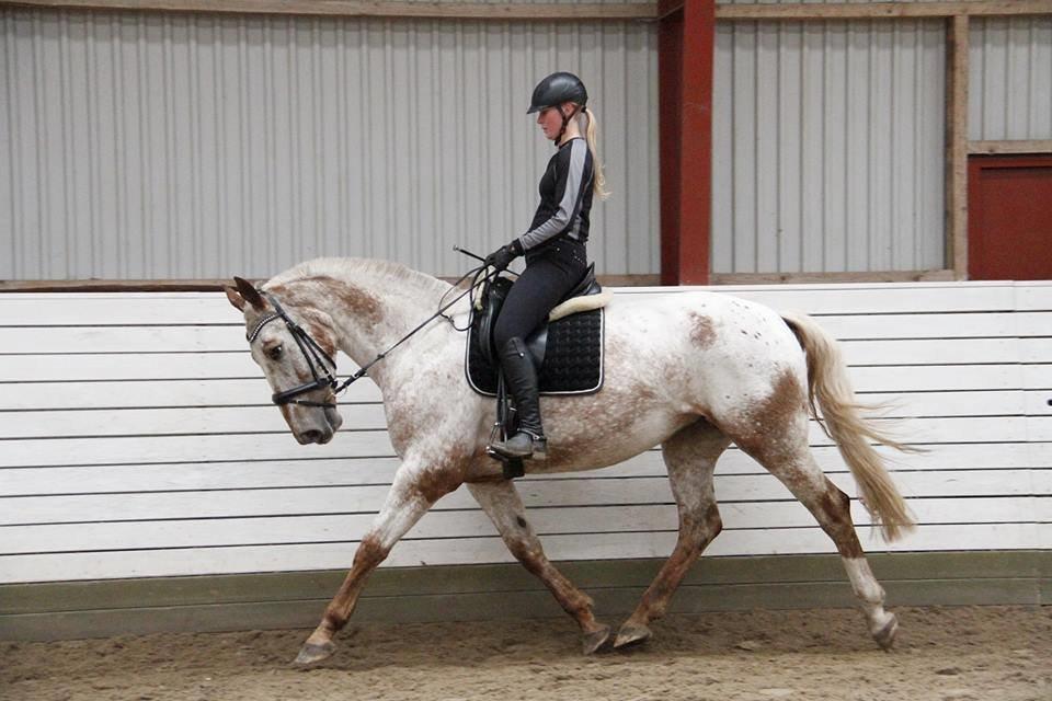 Knabstrupper Pheline Markdalgaard *tidligere hest* billede 5