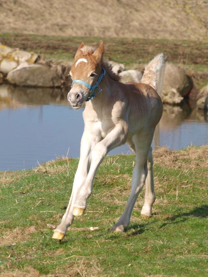 Haflinger Amigo af Nr.fuglsang - Fotograf: Line Steen Jensen billede 25