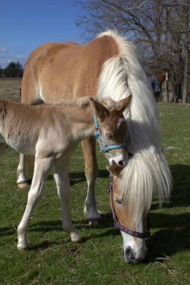 Haflinger Amigo af Nr.fuglsang - Mmm et øre Fotograf: Line Steen Jensen billede 26