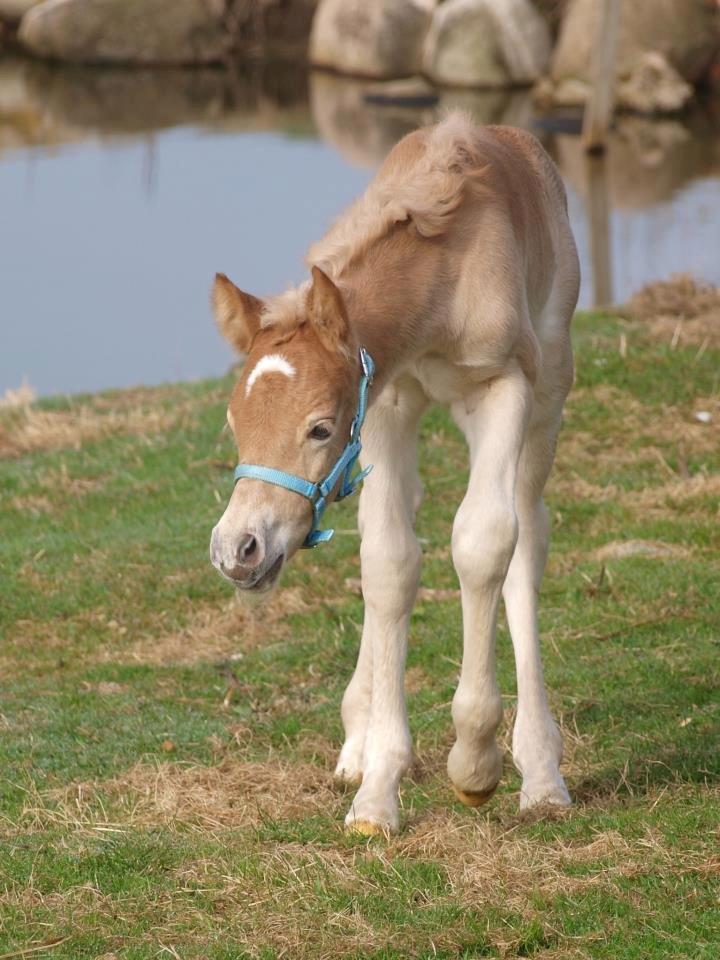 Haflinger Amigo af Nr.fuglsang - Fotograf: Line Steen Jensen billede 28