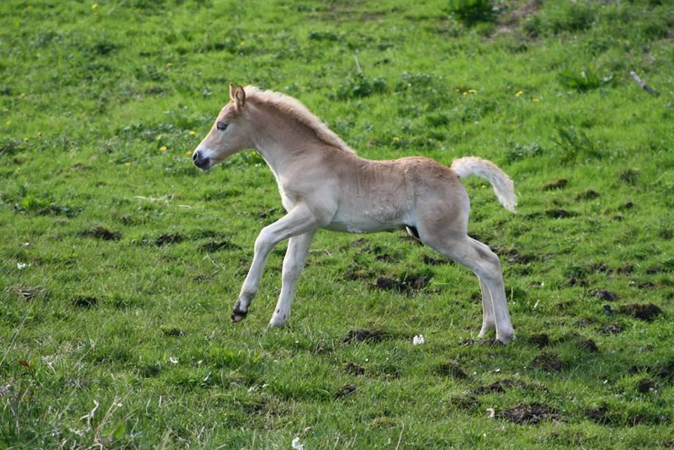 Haflinger Amigo af Nr.fuglsang - Fotograf: Mig billede 19