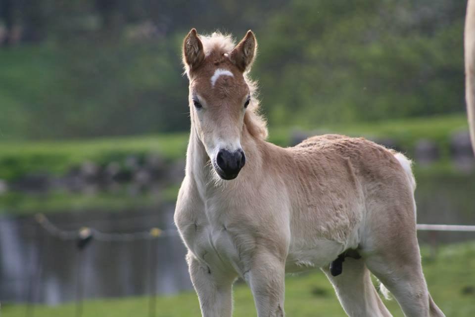 Haflinger Amigo af Nr.fuglsang billede 18