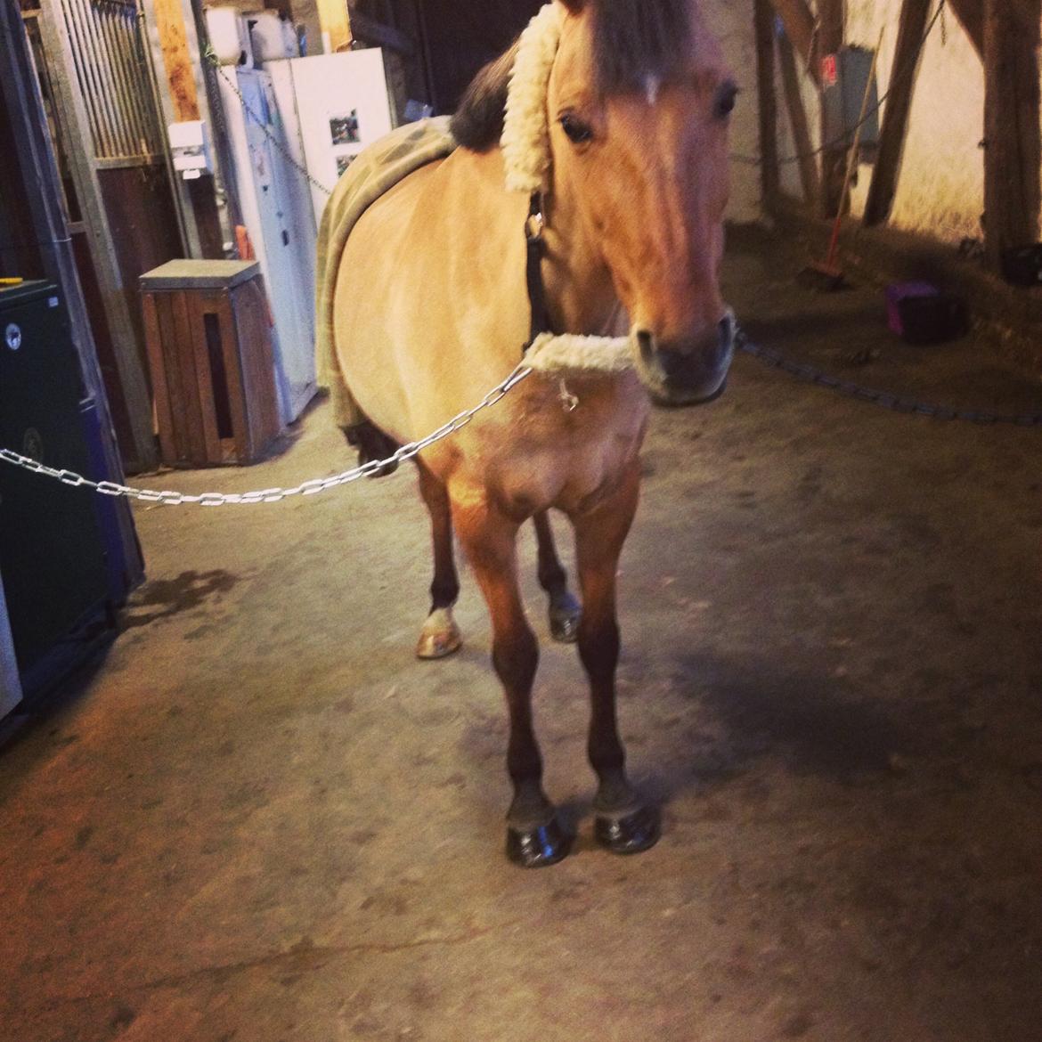 Anden særlig race Labina Suprise billede 20