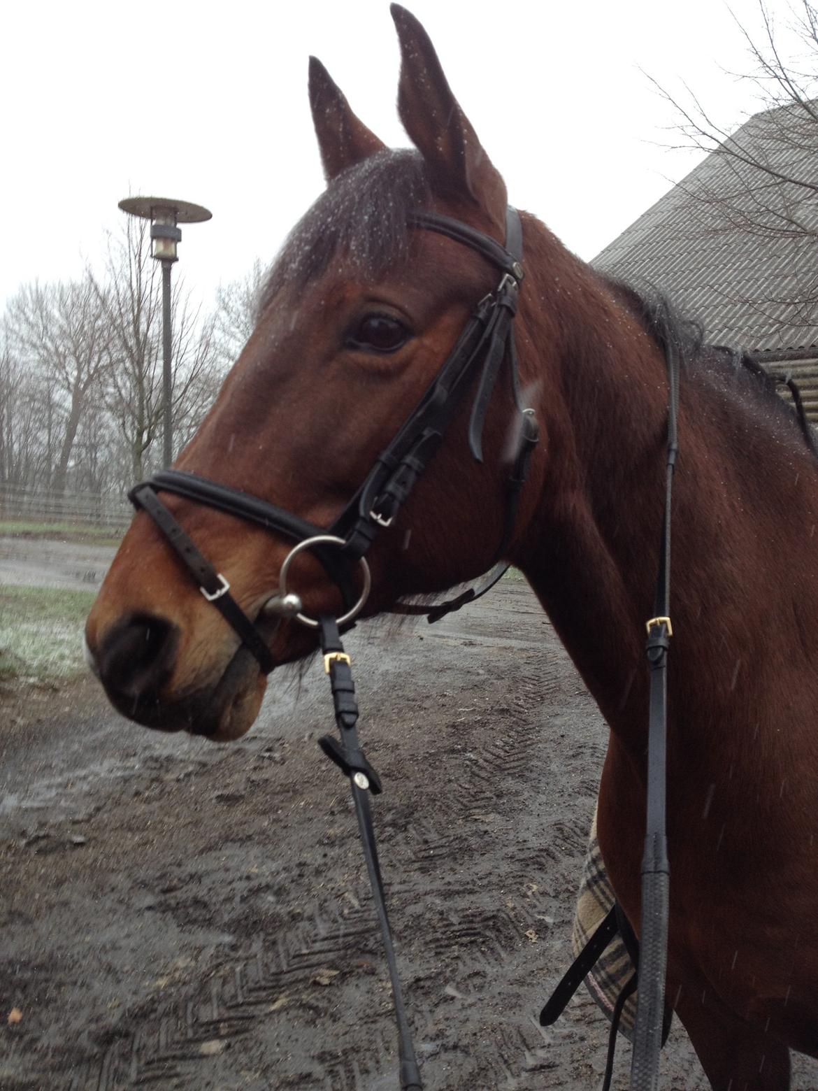 Anden særlig race Rosa billede 21