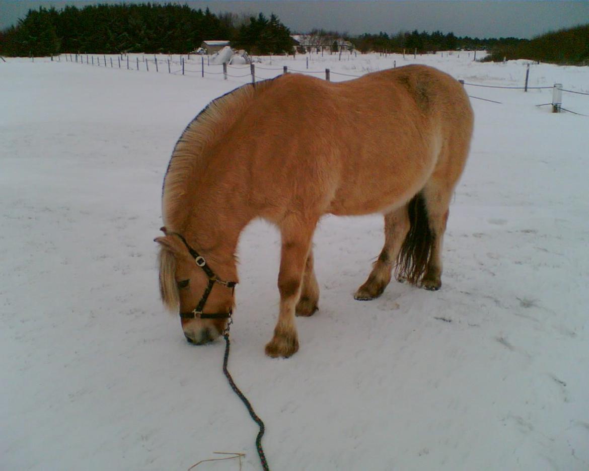 Fjordhest Lyngbjergs Frederik (R.I.P) - dejligt at spise sne :-) billede 17