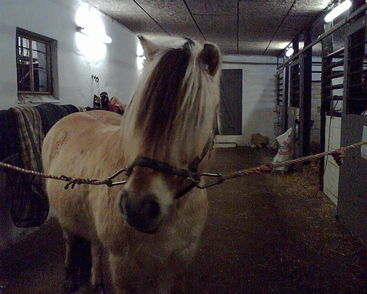 Fjordhest Lyngbjergs Frederik (R.I.P) - Velkommen til smukke Frederik :-) billede 1