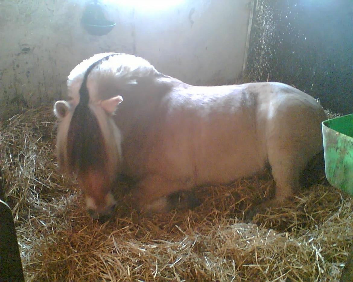 Fjordhest Lyngbjergs Frederik (R.I.P) - så er det sovetid :-) billede 18