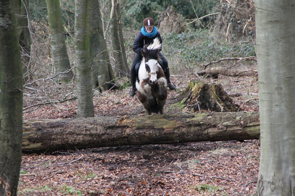 Irish Cob Crossbreed Palle - Spring i skoven 21-02-2014 billede 18