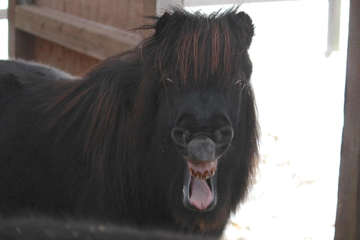 Shetlænder Mikkel billede 17