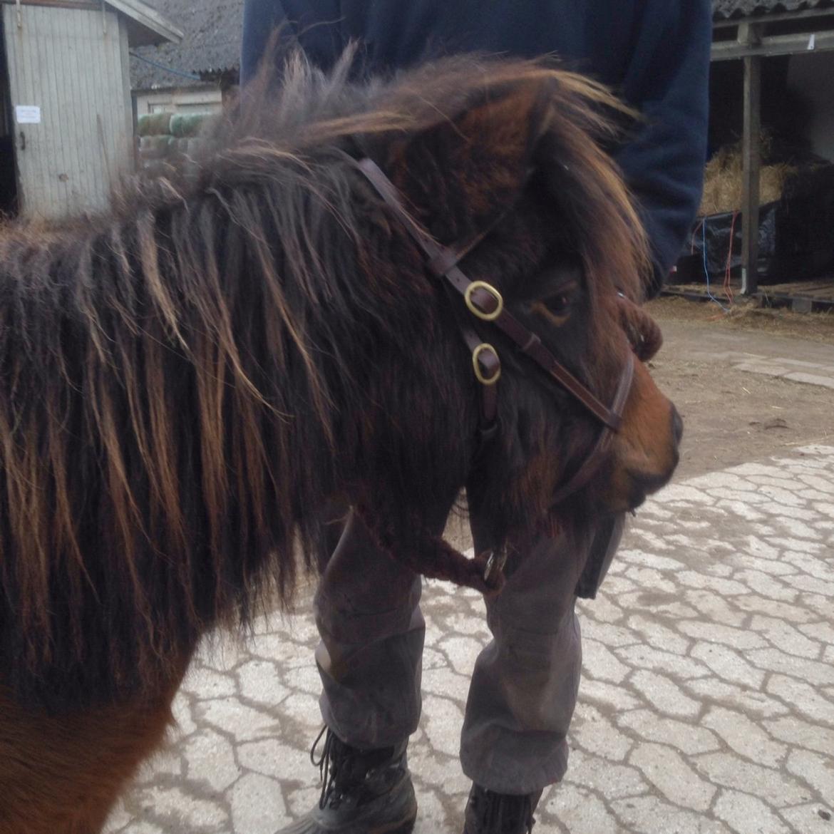 Shetlænder | Ib (Ibrahim) billede 8