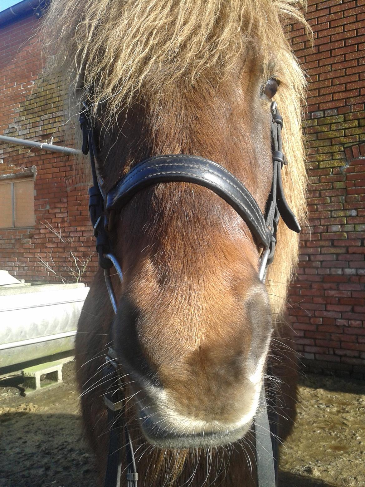 Islænder Saga billede 3