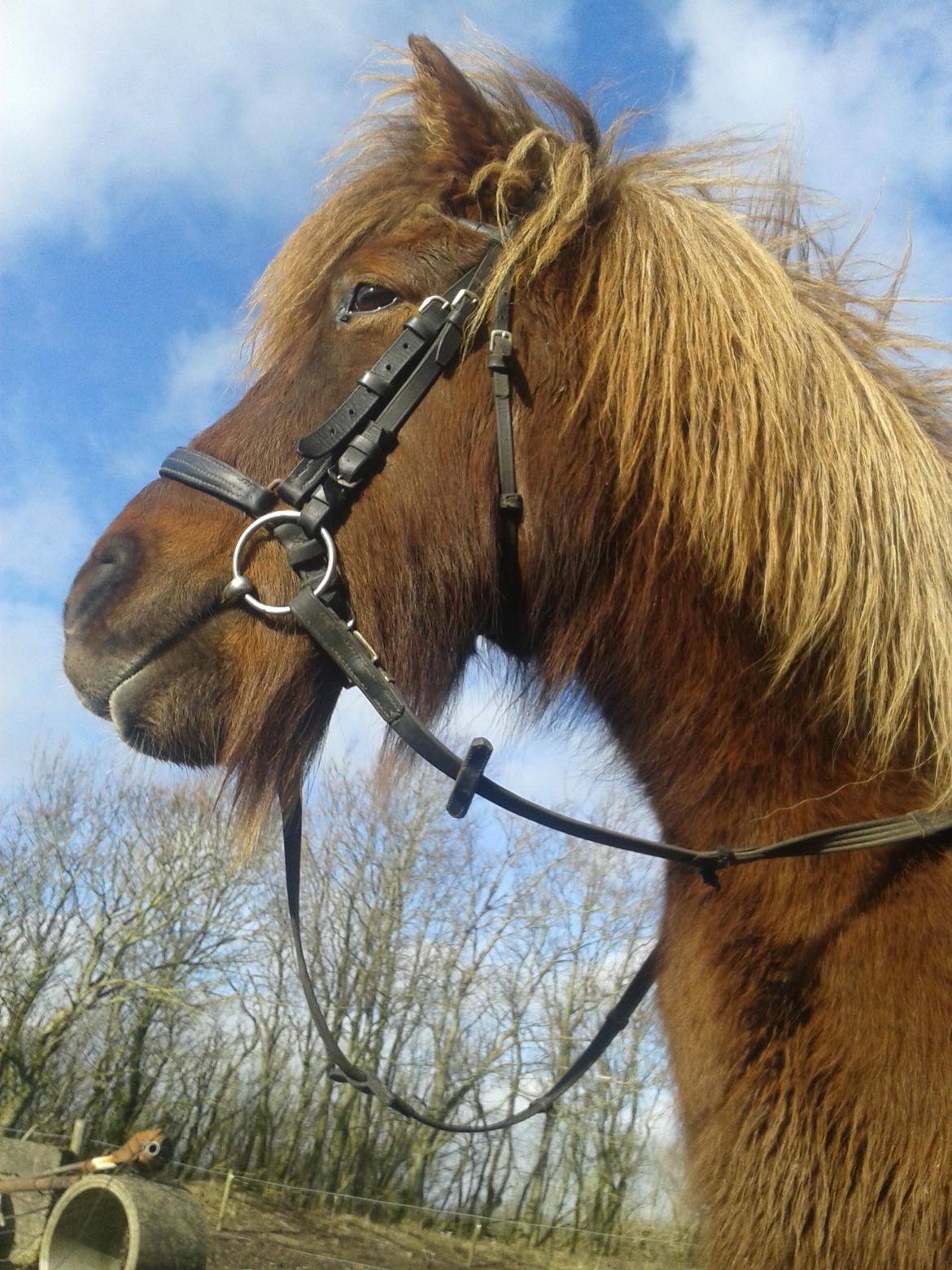 Islænder Saga billede 4