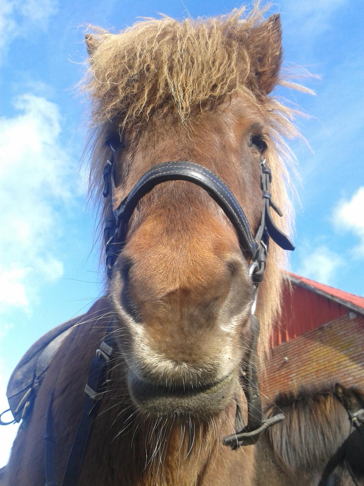 Islænder Saga billede 5