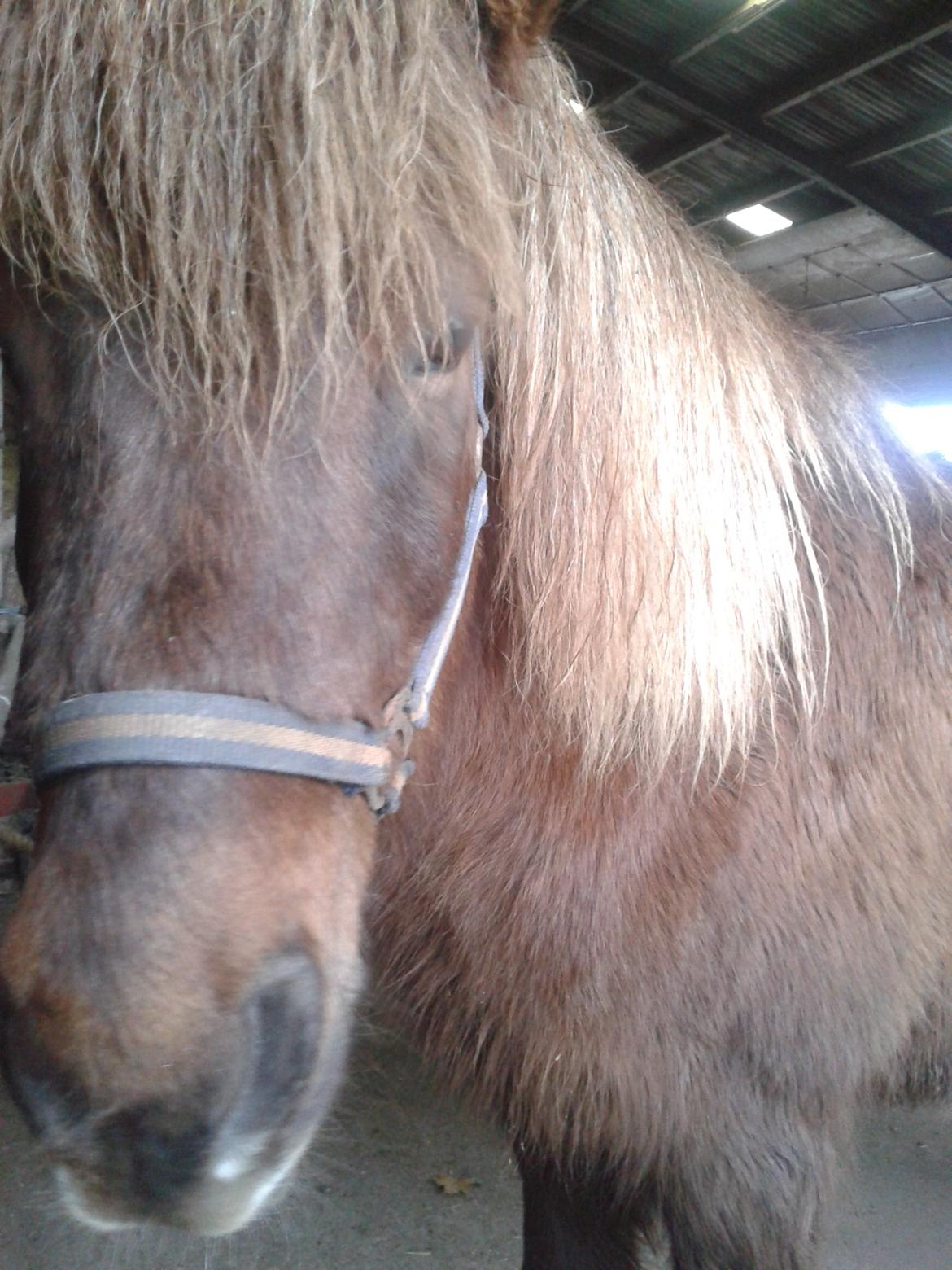 Islænder Saga billede 2