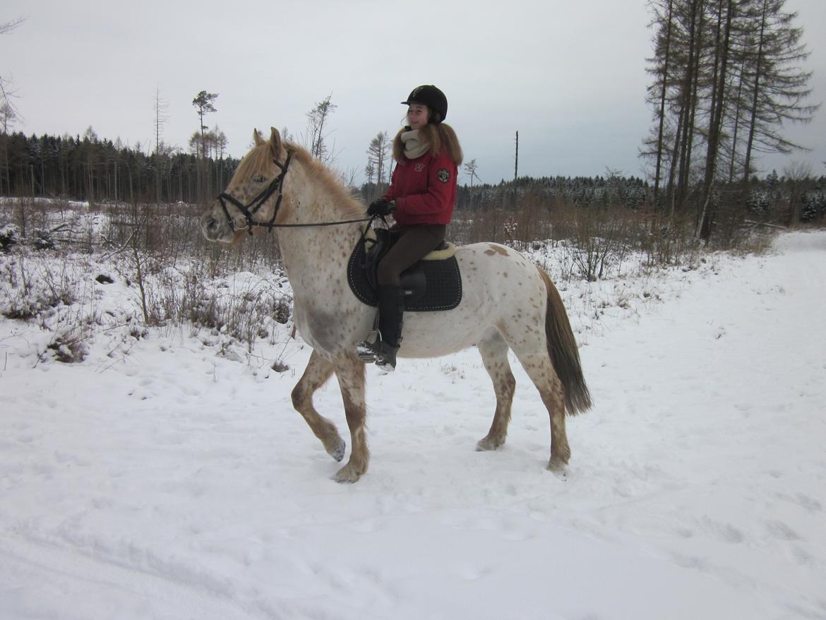 Knabstrupper Hidalgo - En af de første gange jeg rider ham. Vist nok første gang jeg var alene i skoven på ham. billede 3