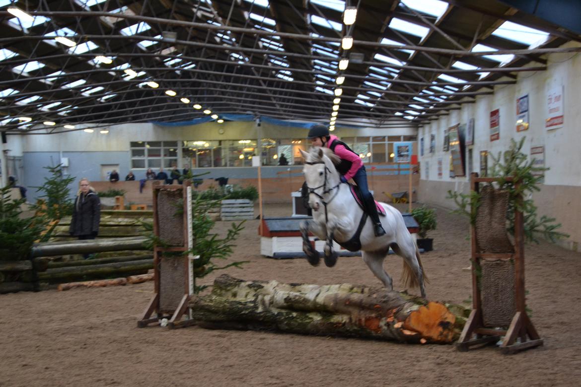 Irsk Sportspony Phantom billede 9