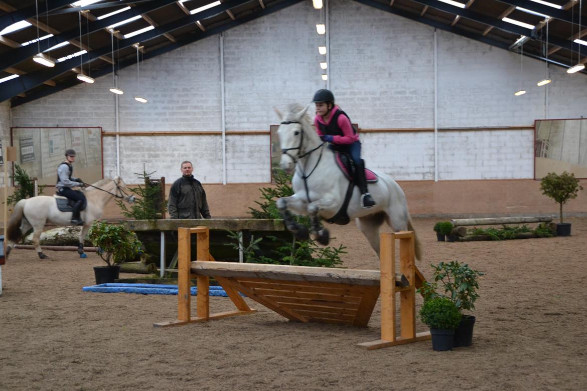 Irsk Sportspony Phantom billede 10