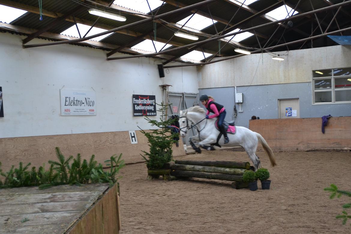 Irsk Sportspony Phantom billede 11