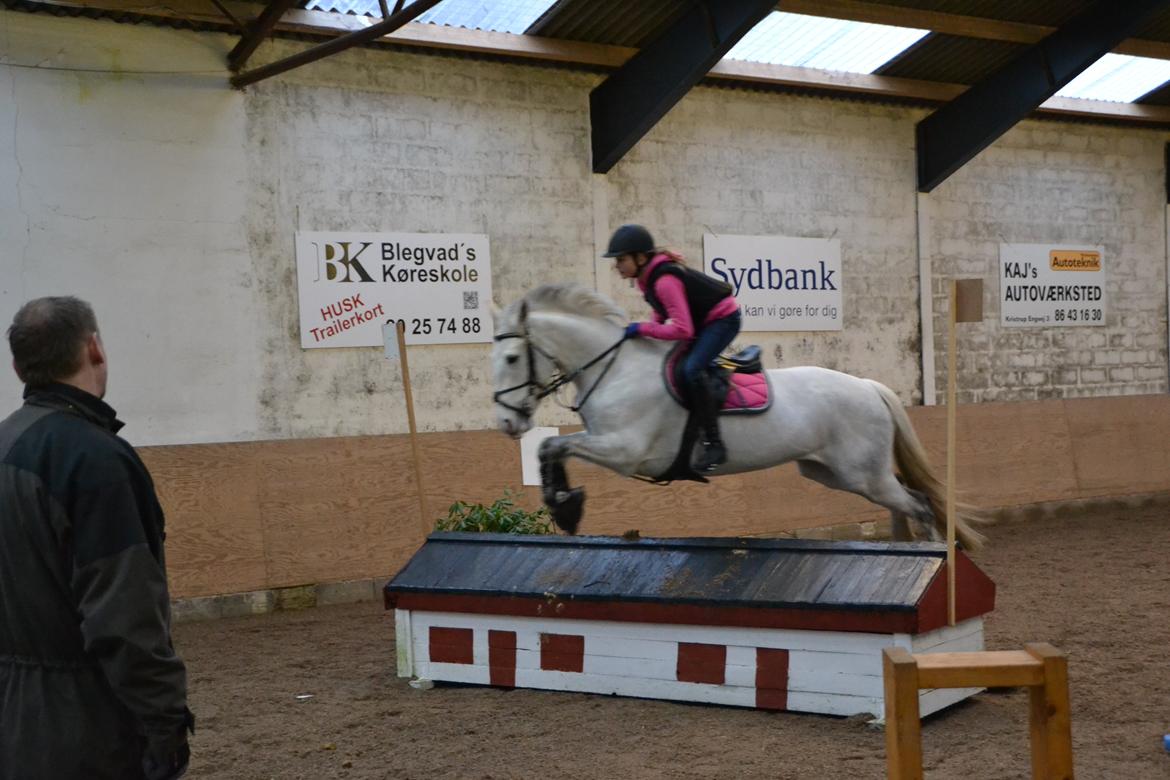 Irsk Sportspony Phantom billede 12