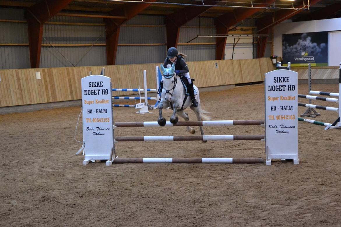 Irsk Sportspony Phantom billede 13