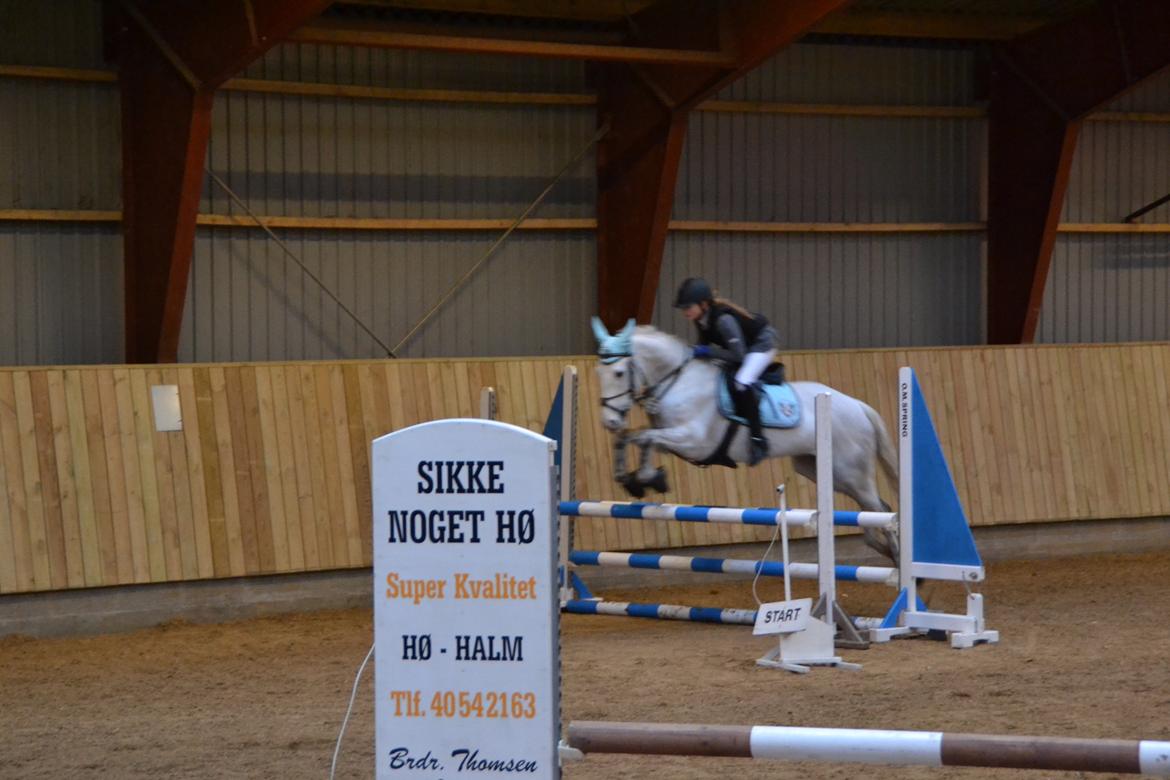 Irsk Sportspony Phantom billede 14