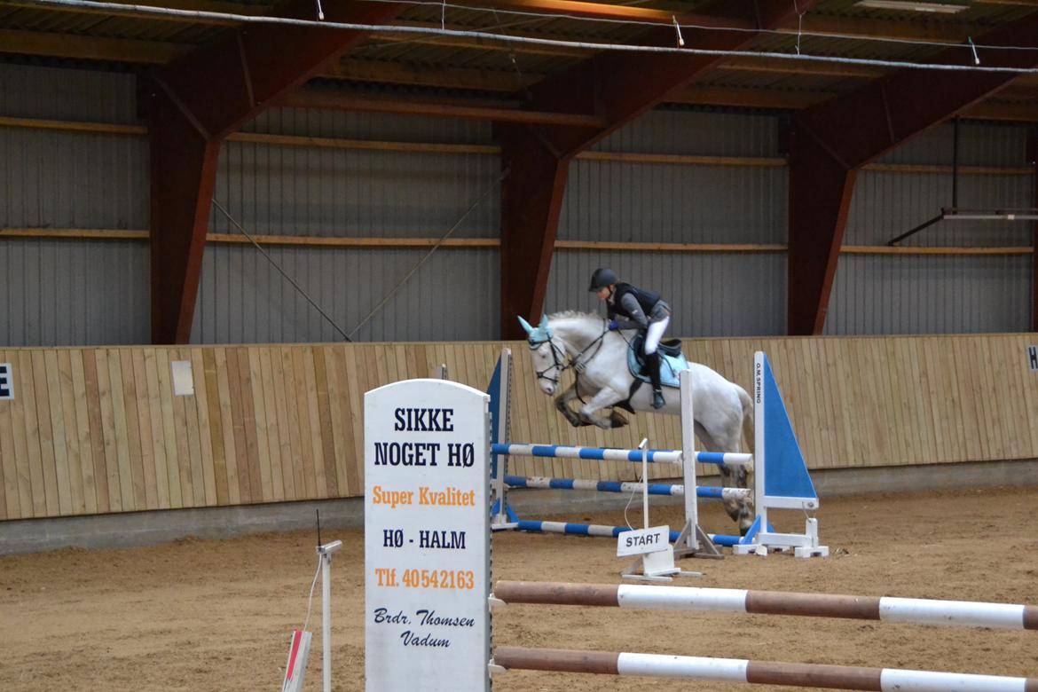 Irsk Sportspony Phantom billede 15