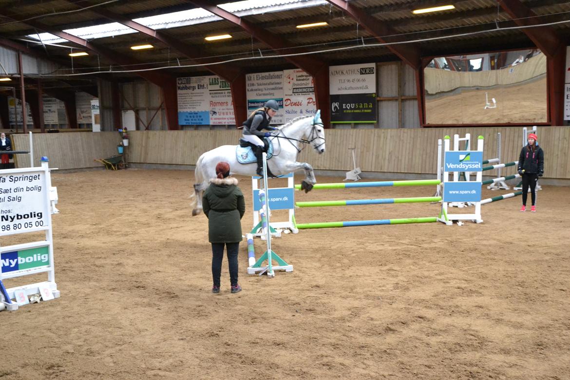 Irsk Sportspony Phantom billede 16