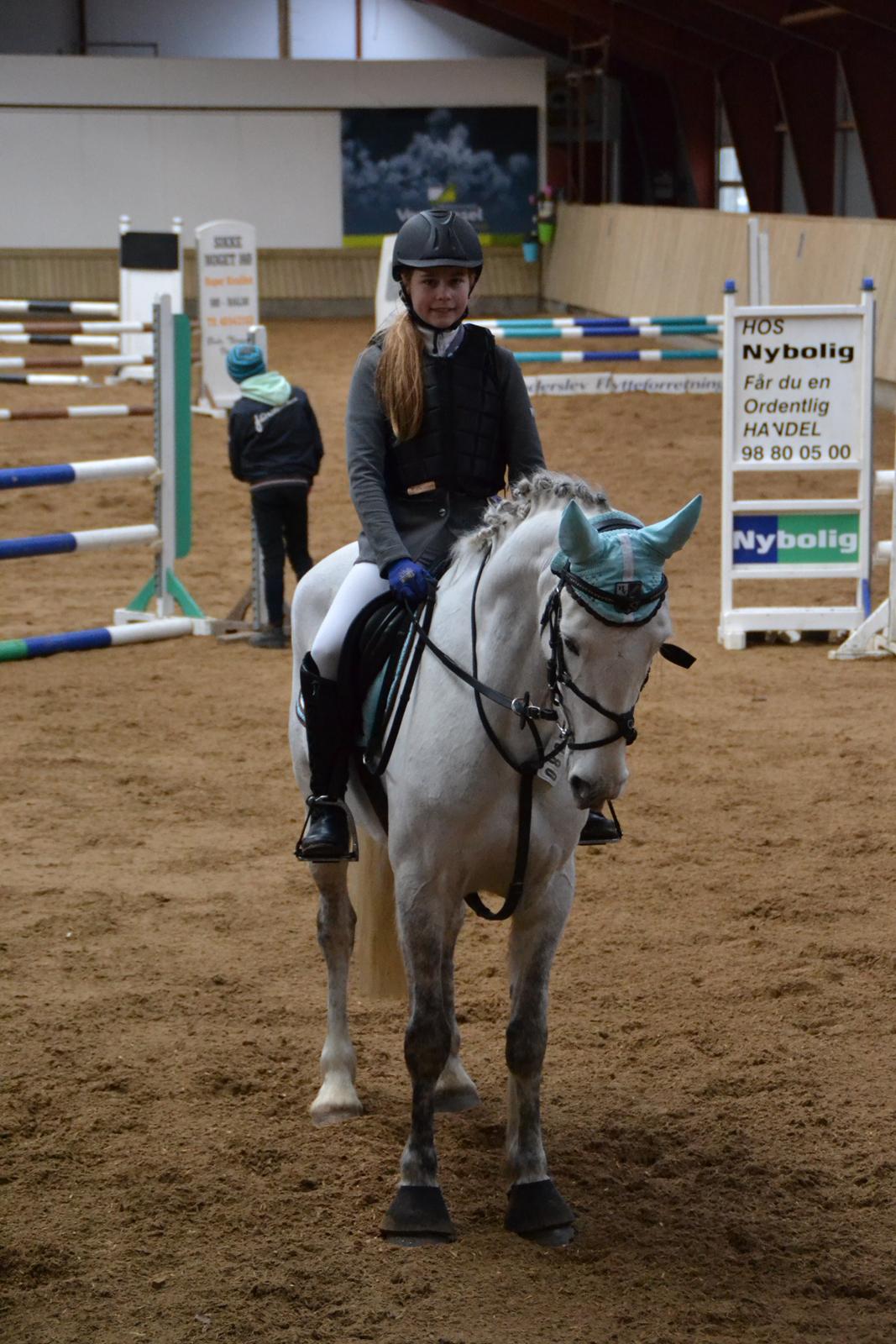 Irsk Sportspony Phantom billede 17