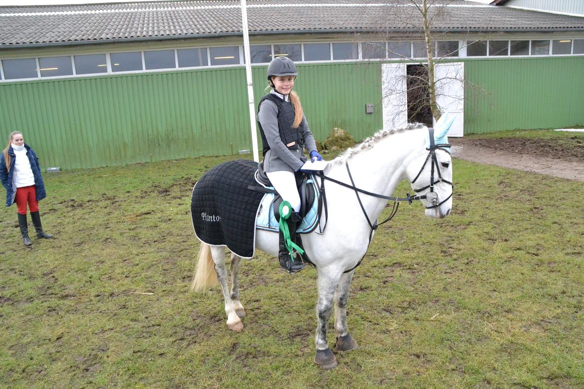 Irsk Sportspony Phantom billede 18