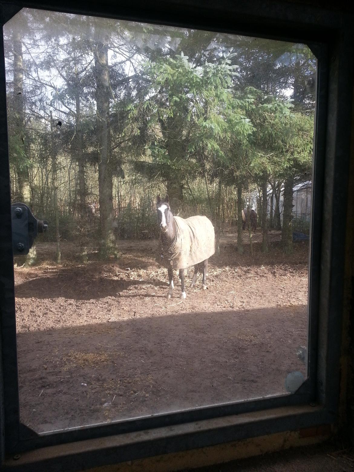 Dansk Varmblod Calista RDH - Nyder forårssolen :) billede 16
