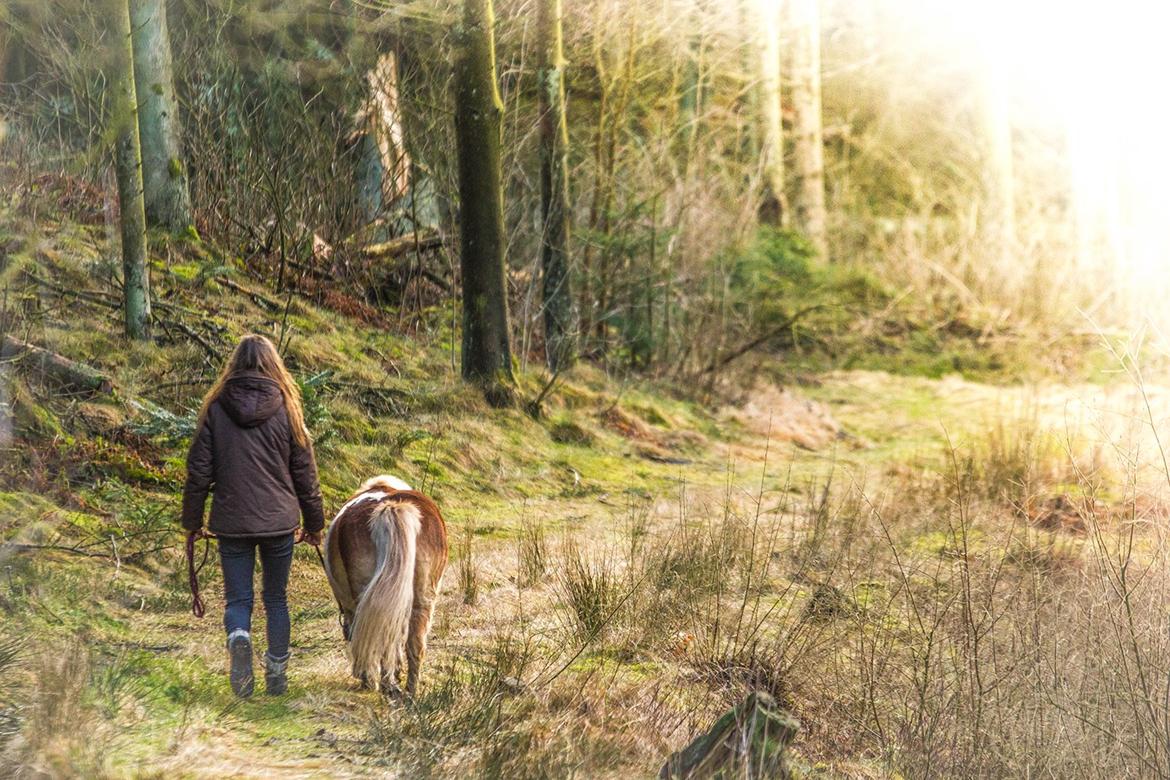 Shetlænder Indy - 21-02-2014: memories last forever. They simply never die
. True friends stay together, they never say goodbye. billede 20