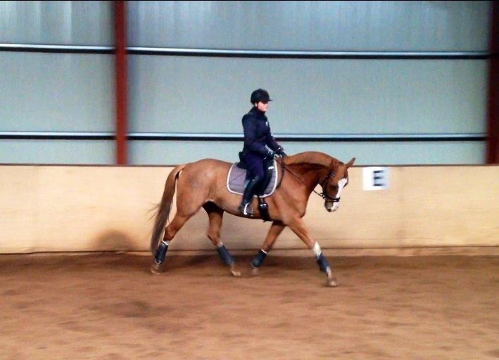 Dansk Varmblod Imagine My Heart Z [Låner] billede 20